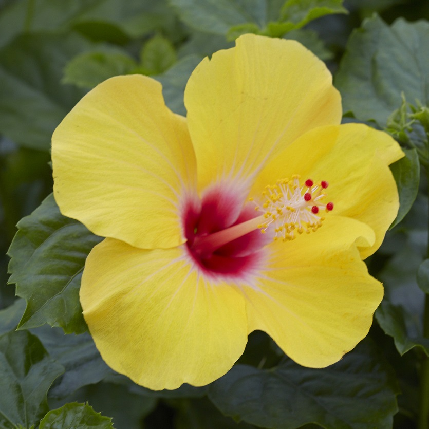 Hibiscus — Flora Express Nursery